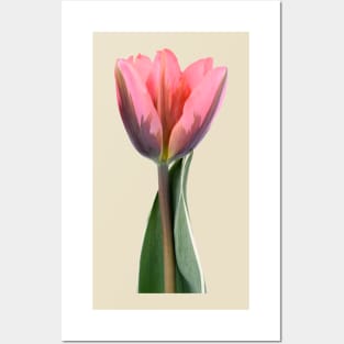 Tulipa &#39;Pretty Princess&#39; Triumph Group Tulip Posters and Art